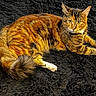 cat, tabby, feline, pet, animal, fur, whiskers, green_eyes, lying_down, relaxed, indoor, fluffy, black_background, cute, alert, mammal, domestic_animal, portrait, resting, orange_brown_fur