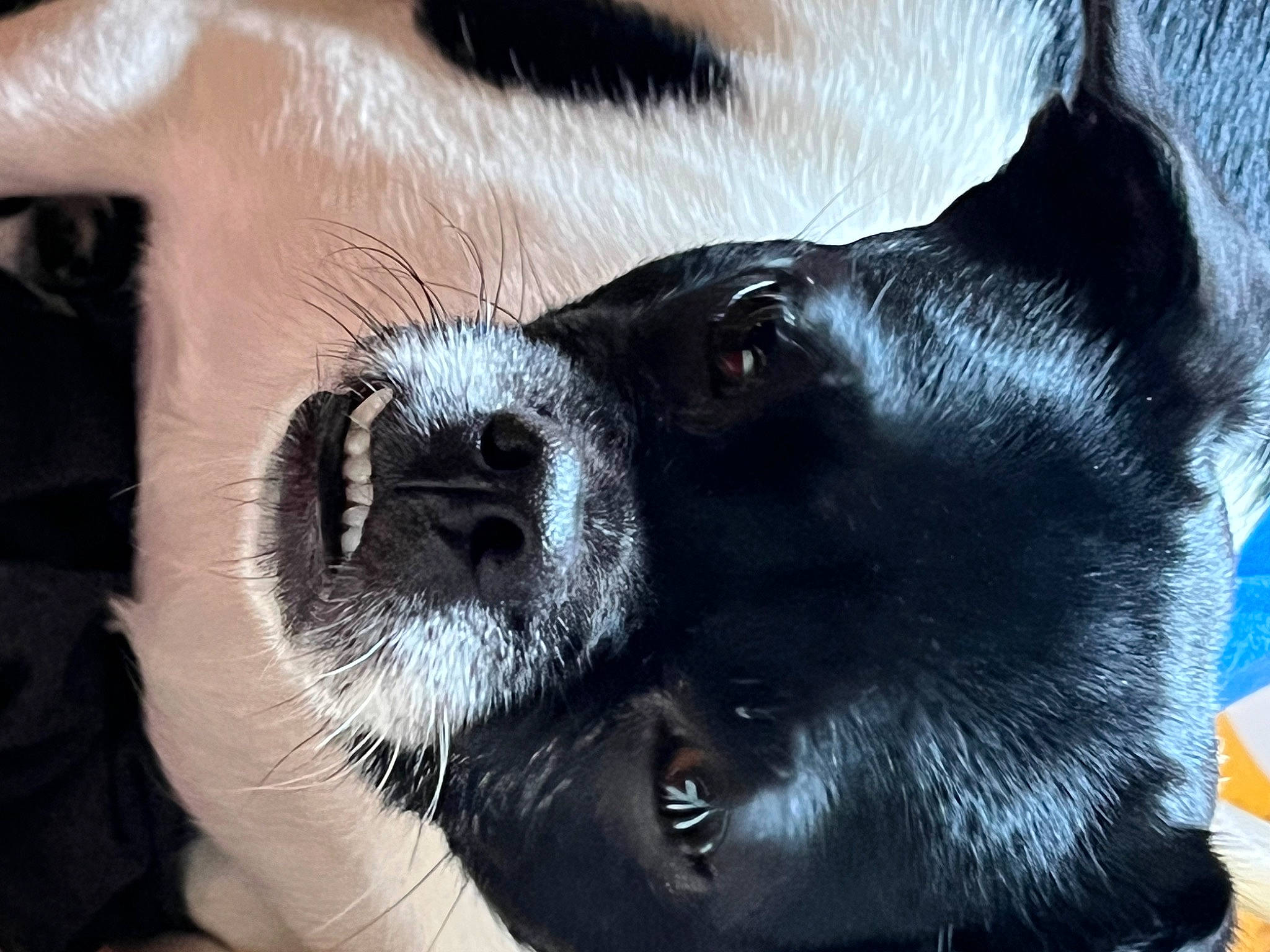 Marlee joined the competition — help win amazing prizes! canidae, carnivore, collar, companion_dog, dog, dog_breed, dog_collar, ear, electric_blue, fawn, fur, jaw, mammal, non_sporting_group, snout, sporting_group, terrestrial_animal, vertebrate, whiskers, working_animal