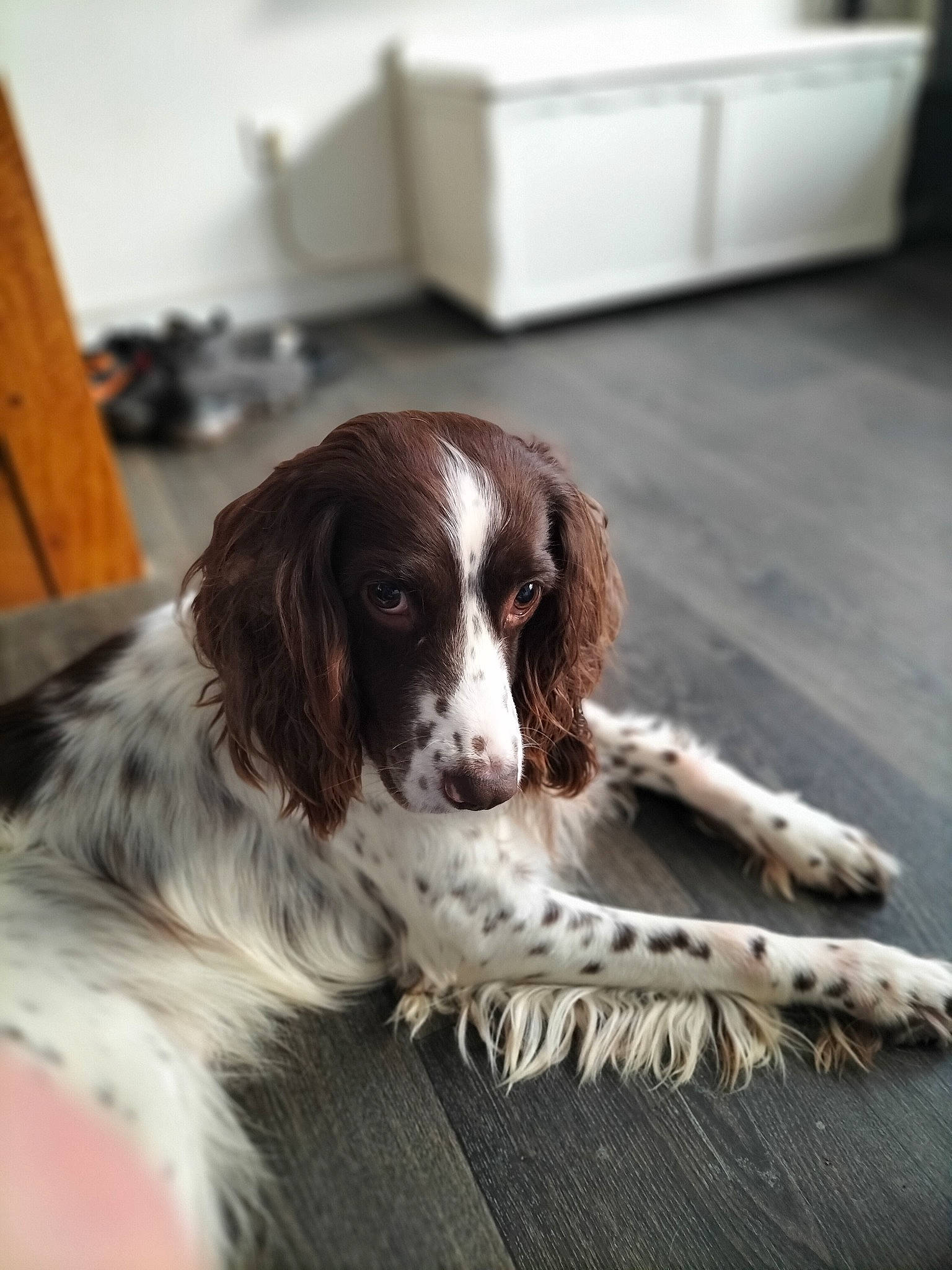 Tito participe au concours pour gagner de l'argent avec cette photo : canidae, carnivore, companion_dog, dog, dog_breed, flooring, french_spaniel, fur, gun_dog, hardwood, liver, pont_audemer_spaniel, spaniel, sporting_group, terrestrial_animal, welsh_springer_spaniel, wood