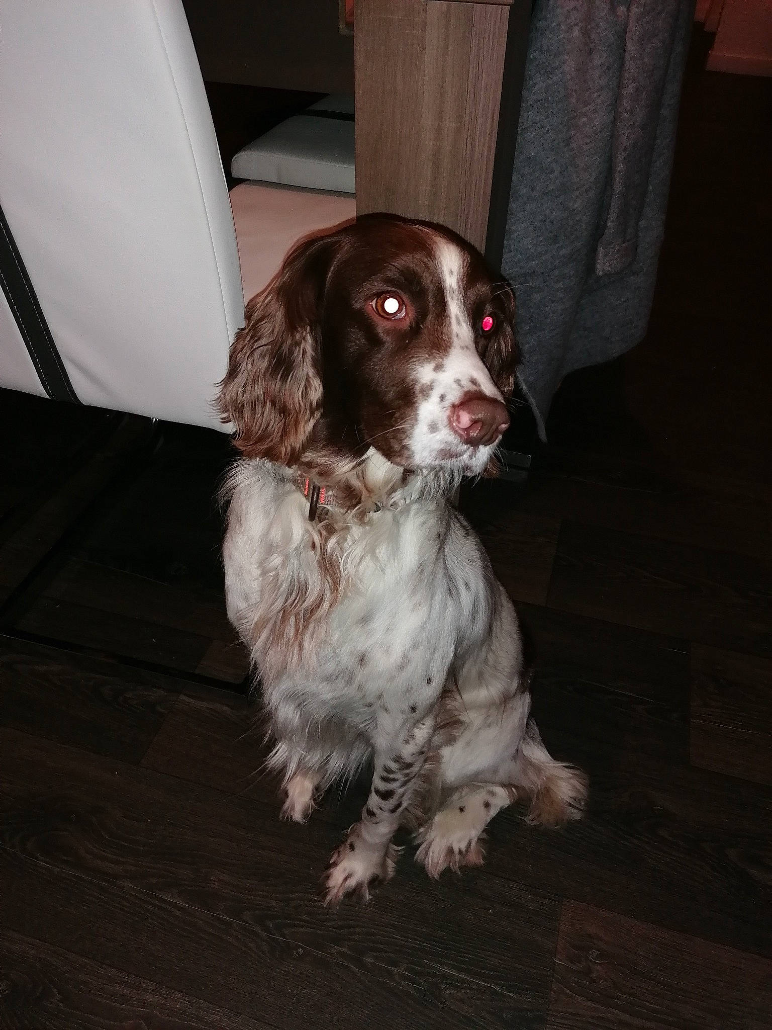 Tito participe au concours pour gagner de l'argent avec cette photo : canidae, carnivore, chair, cocker_spaniel, companion_dog, dog, dog_breed, fawn, flooring, french_spaniel, fur, gun_dog, hardwood, liver, russian_spaniel, snout, spaniel, sporting_group, whiskers, wood