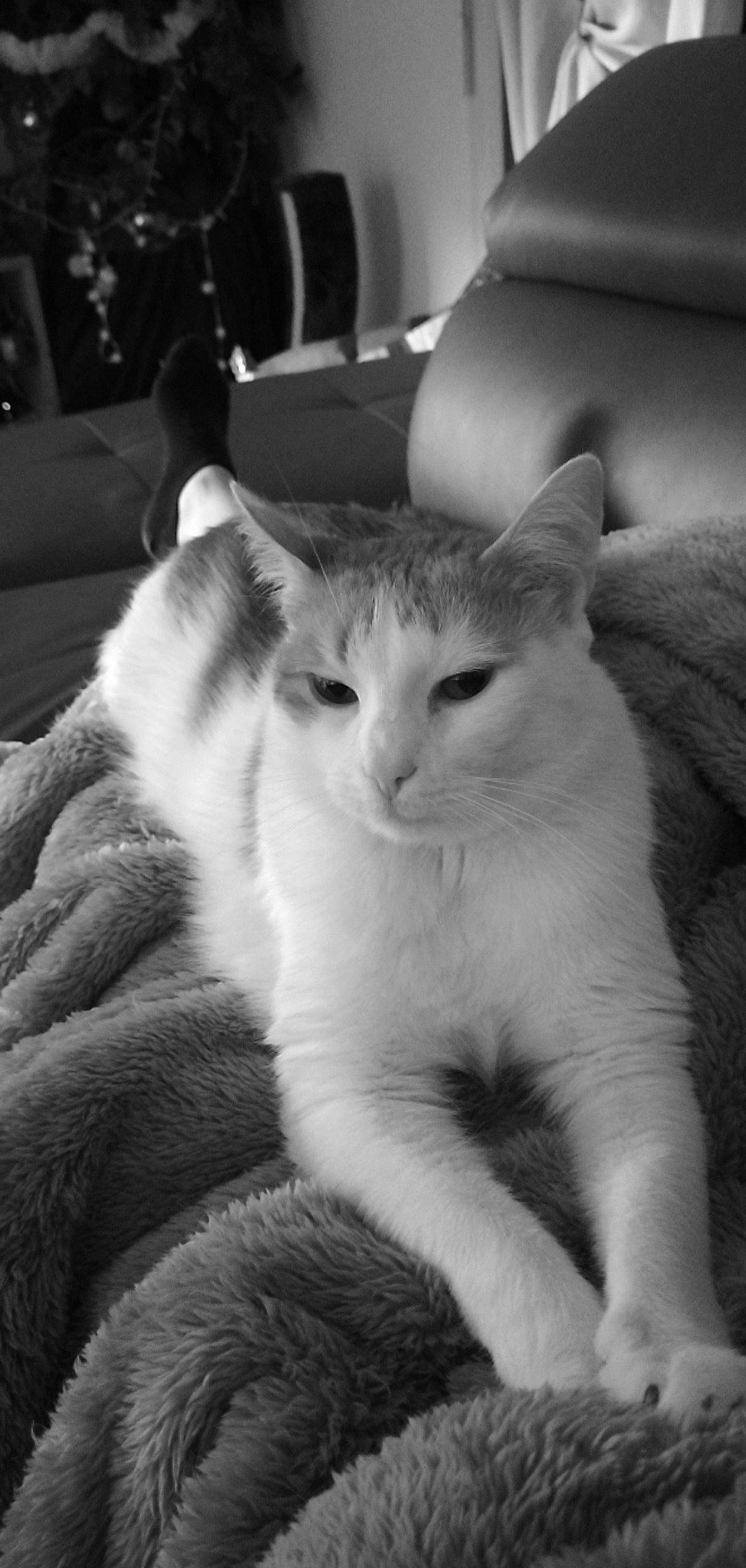 Capitaine a rejoint le concours — aidez-le/la à gagner de superbes lots ! black_and_white, carnivore, cat, comfort, couch, domestic_short_haired_cat, eye, felidae, fur, grey, mammal, monochrome, monochrome_photography, small_to_medium_sized_cats, snout, style, tail, vertebrate, whiskers, white