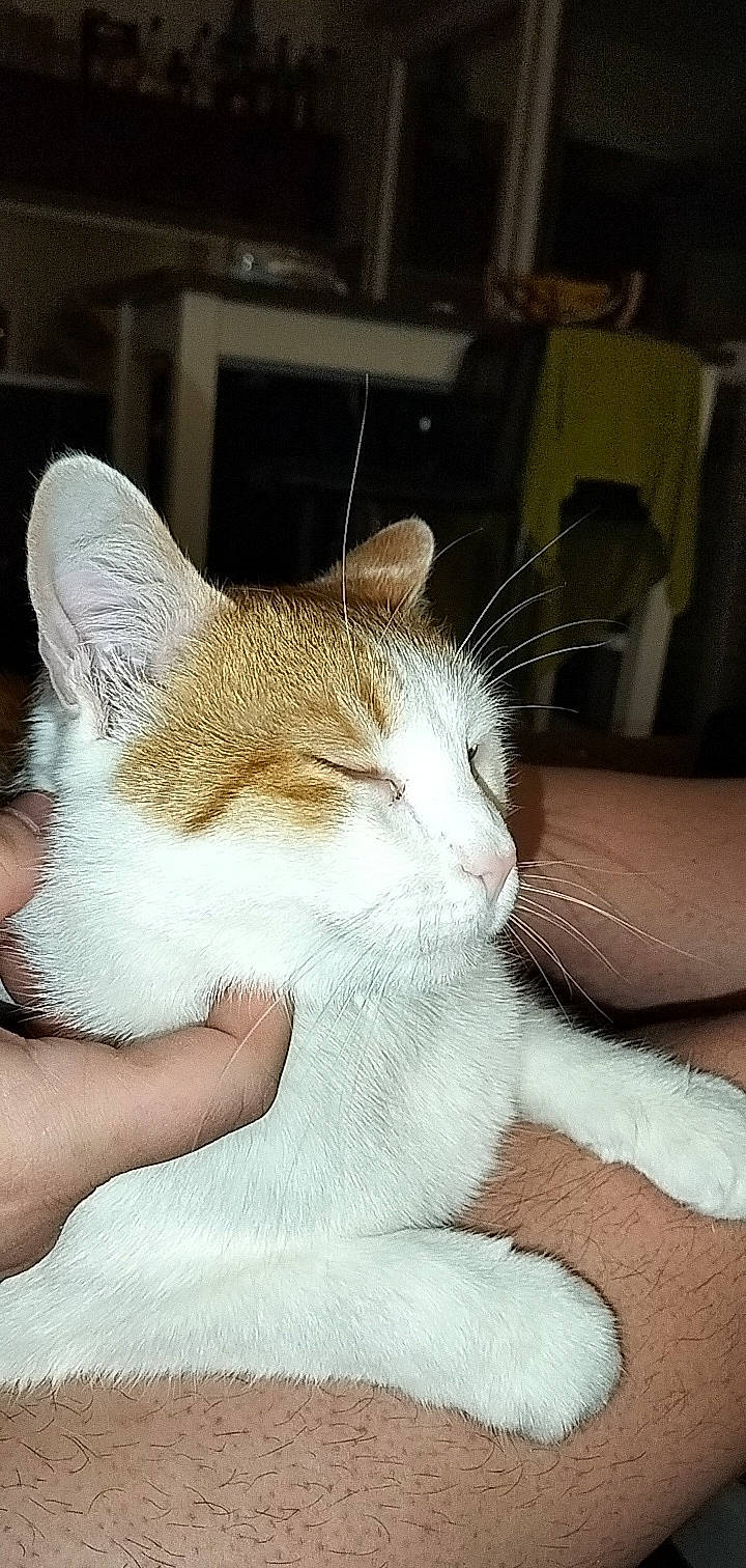 Capitaine a rejoint le concours — aidez-le/la à gagner de superbes lots ! carnivore, cat, claw, comfort, domestic_short_haired_cat, ear, eye, fawn, felidae, fur, gesture, hand, nap, paw, sitting, small_to_medium_sized_cats, snout, tail, whiskers, window