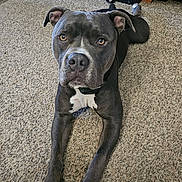 Blu is registered to the contest to win money with this photo: dog, canine, pet, gray_dog, lying_down, carpet, indoor, looking_at_camera, white_markings, ears, paws, floor, animal, mammal, collar, household, relaxed, portrait, companion, friendly