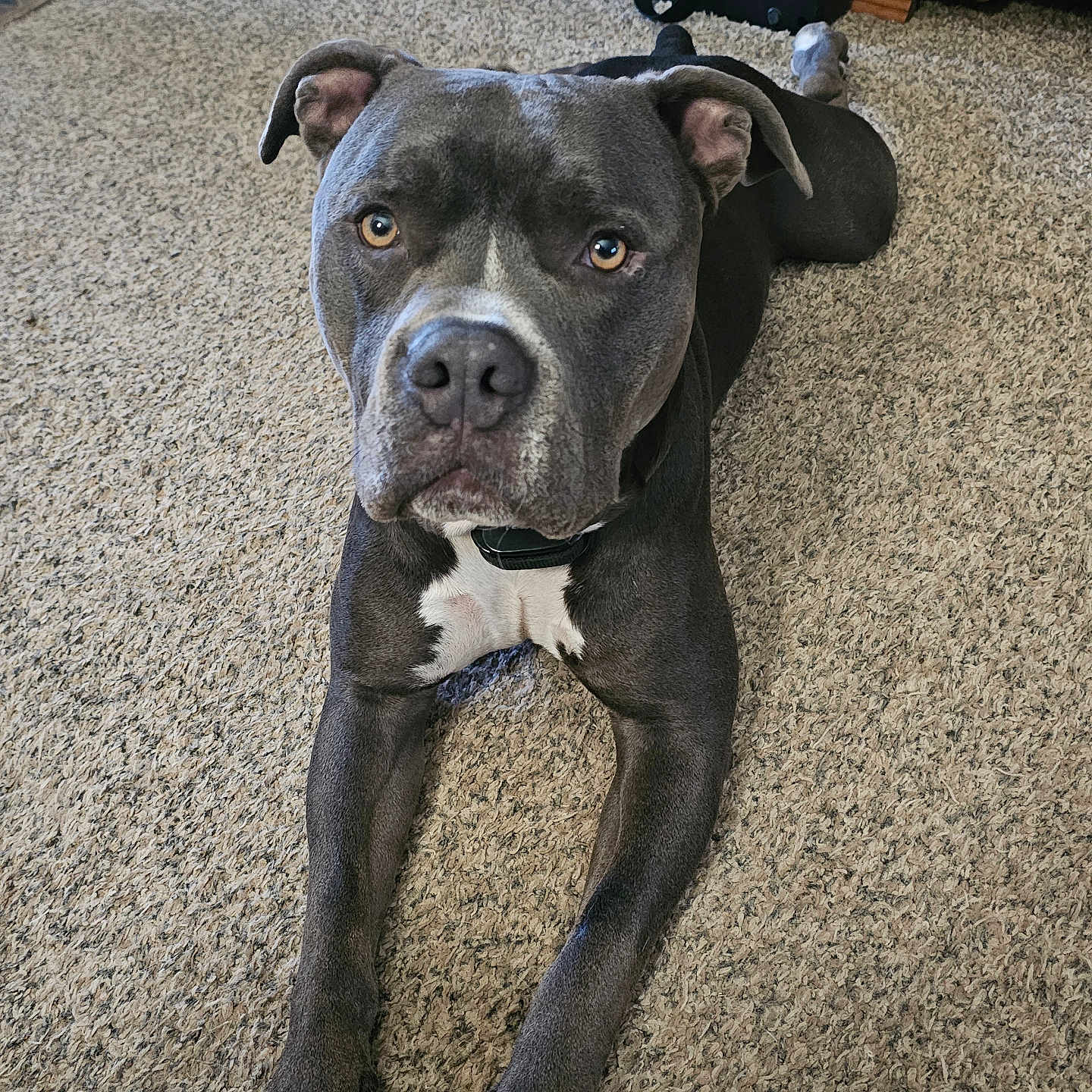 Blu is registered to the contest to win money with this photo: dog, canine, pet, gray_dog, lying_down, carpet, indoor, looking_at_camera, white_markings, ears, paws, floor, animal, mammal, collar, household, relaxed, portrait, companion, friendly