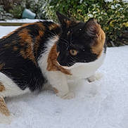 Yuzu is registered to the contest to win money with this photo: cat, calico_cat, snow, outdoor, animal, pet, winter, curious, fur, nature, greenery, bush, cold, white, ground, walking, mammal, whiskers, ears, paw
