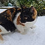 cat, calico_cat, snow, outdoor, animal, pet, winter, curious, fur, nature, greenery, bush, cold, white, ground, walking, mammal, whiskers, ears, paw
