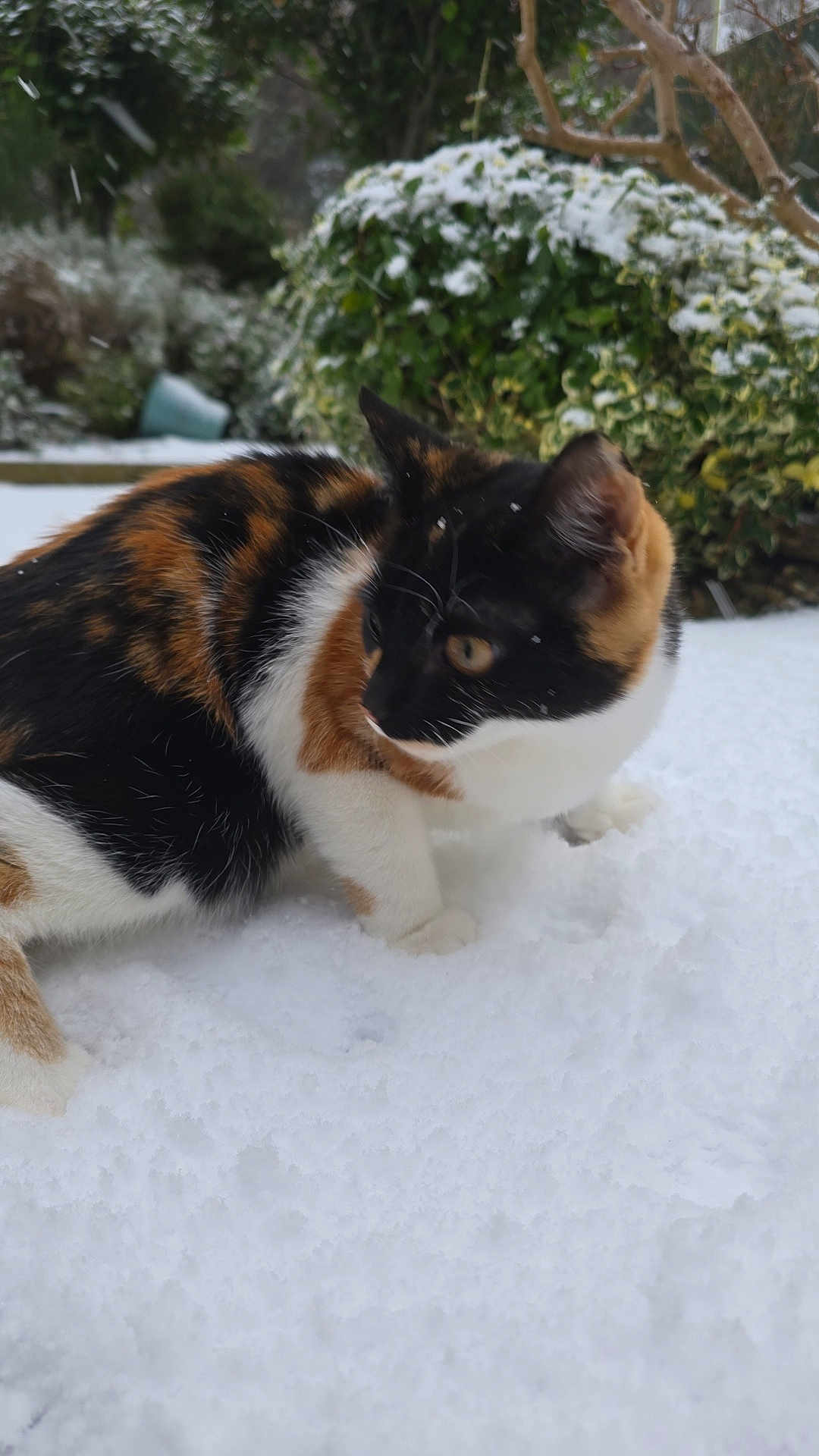 Yuzu is registered to the contest to win money with this photo: cat, calico_cat, snow, outdoor, animal, pet, winter, curious, fur, nature, greenery, bush, cold, white, ground, walking, mammal, whiskers, ears, paw