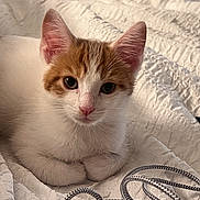 Tito is registered to the contest to win money with this photo: kitten, cat, orange_and_white, pet, animal, cute, fur, whiskers, ears, eyes, blanket, texture, bedroom, indoor, cozy, resting, cable, cord, closeup, portrait