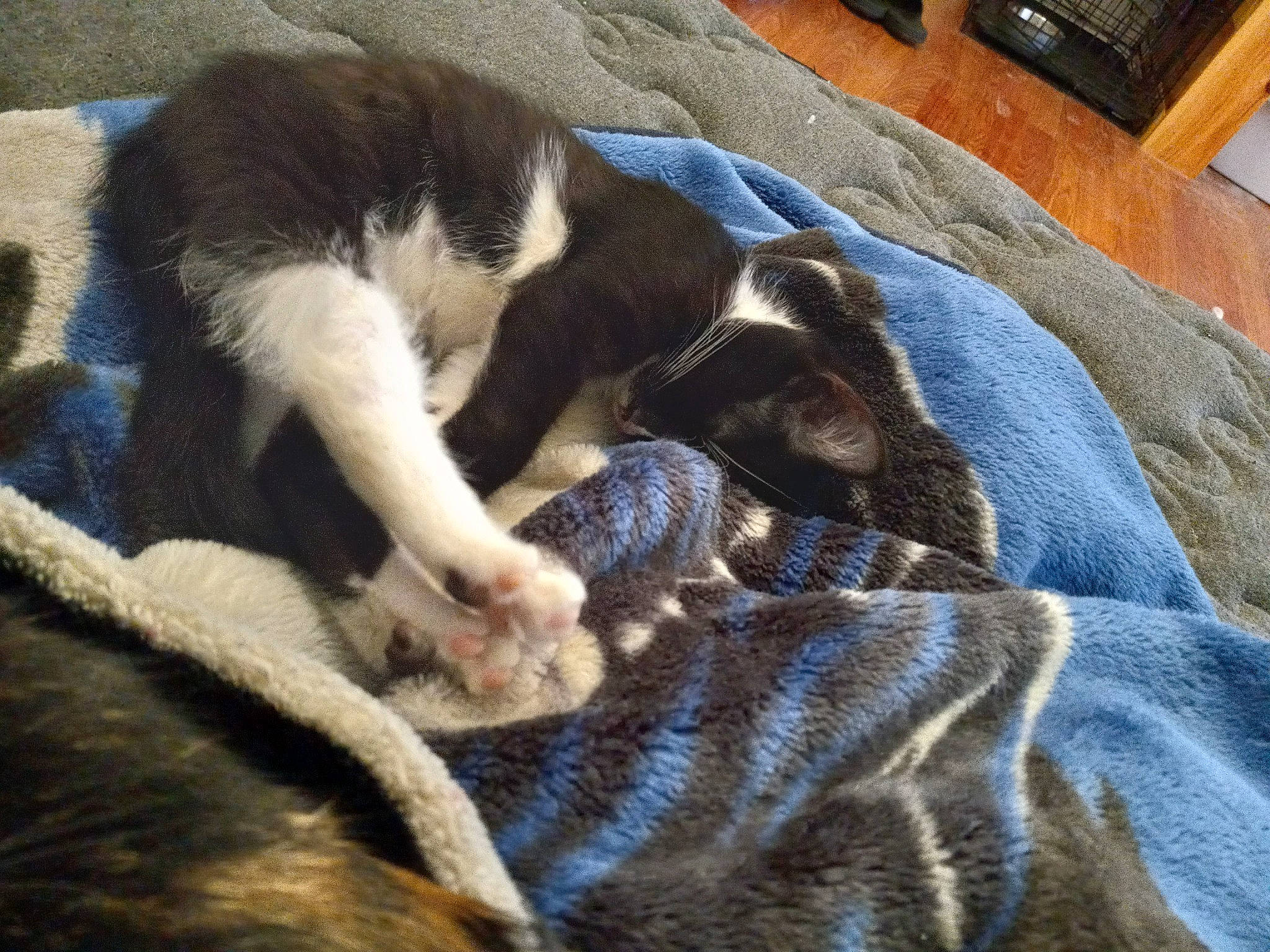 Joe is registered to the contest to win money with this photo: canidae, carnivore, cat, comfort, companion_dog, dog_breed, electric_blue, fawn, felidae, fur, hardwood, linens, nap, small_to_medium_sized_cats, sporting_group, tail, terrestrial_animal, whiskers, wood, working_animal