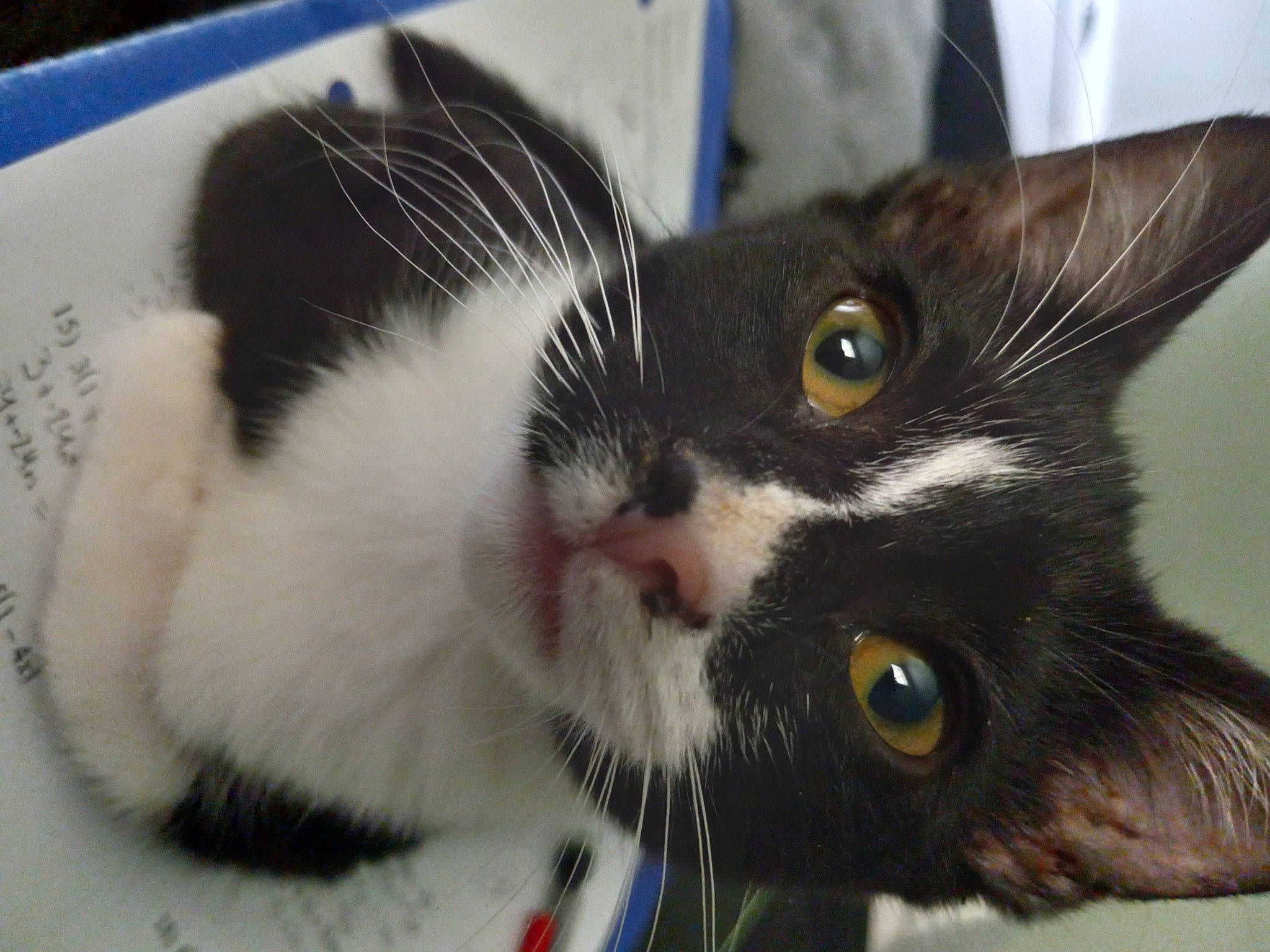 Joe is registered to the contest to win money with this photo: black_cat, carnivore, cat, claw, comfort, domestic_short_haired_cat, ear, eye, felidae, fur, hair, head, nose, paw, small_to_medium_sized_cats, snout, whiskers