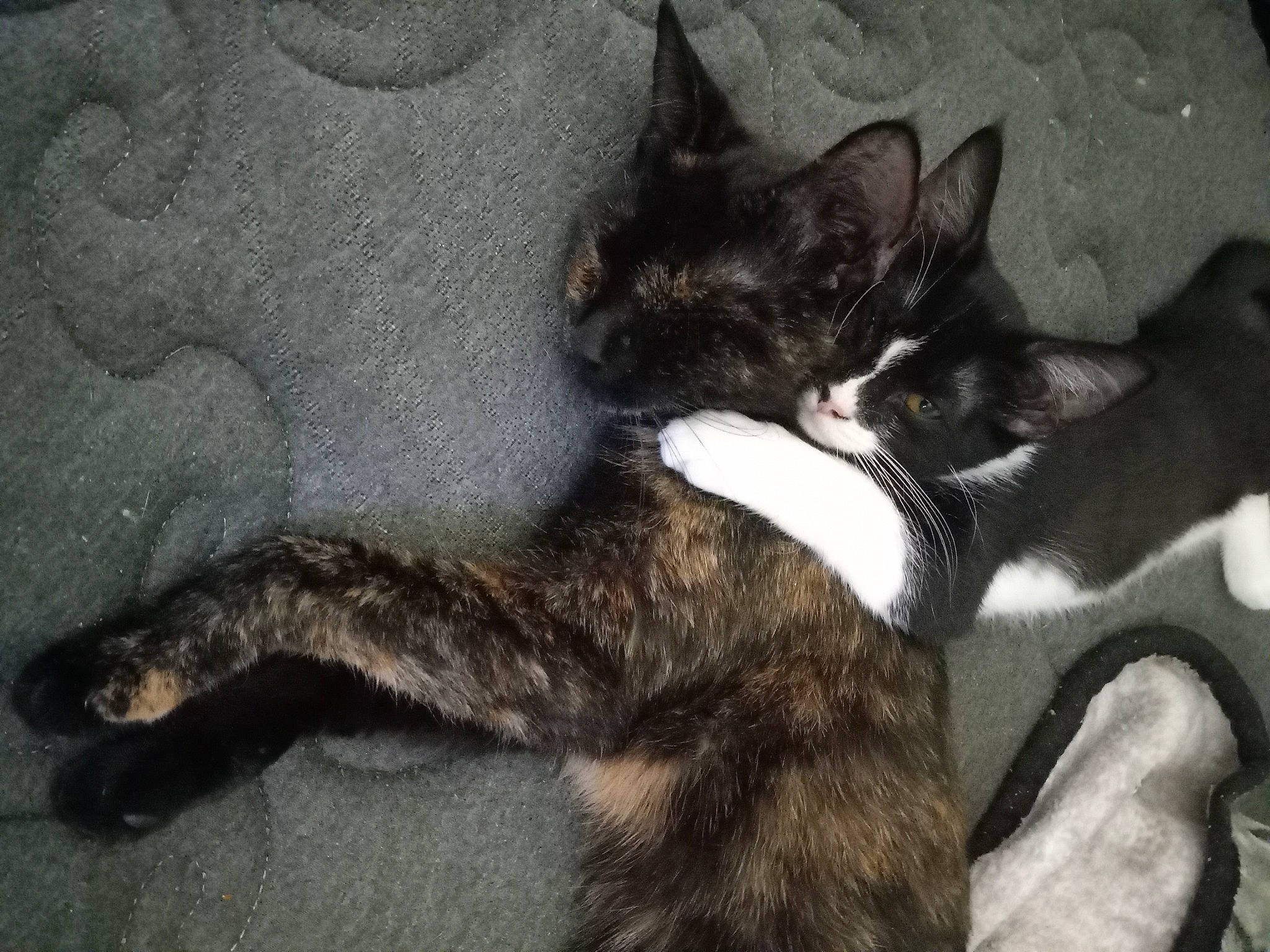 Joe joined the competition — help win amazing prizes! black_cat, carnivore, cat, claw, comfort, domestic_short_haired_cat, ear, felidae, fur, grey, nap, paw, small_to_medium_sized_cats, snout, tail, terrestrial_animal, whiskers