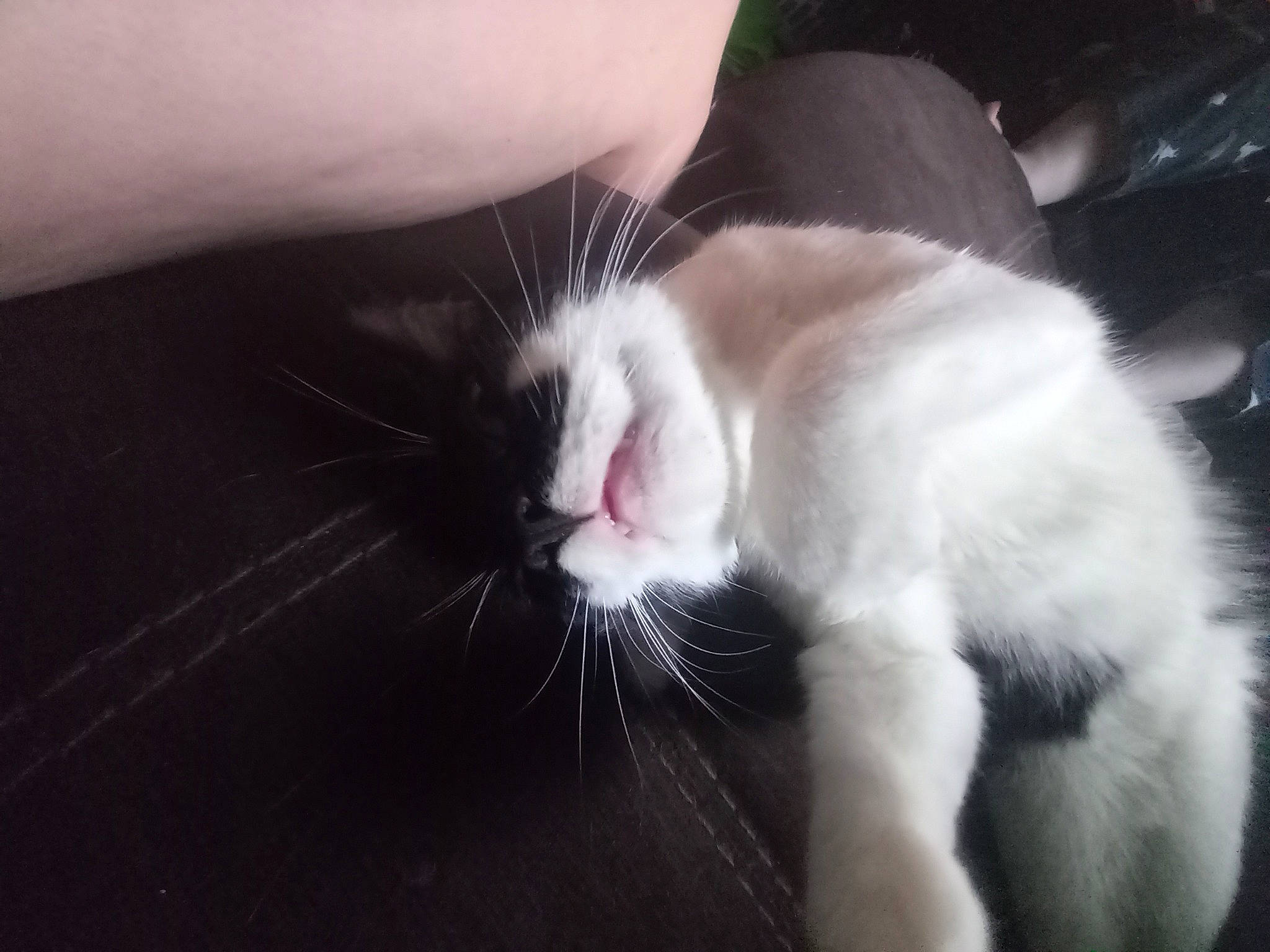 Mustache joined the competition — help win amazing prizes! carnivore, cat, claw, comfort, domestic_short_haired_cat, ear, felidae, foot, fur, human_leg, nail, nap, nose, paw, small_to_medium_sized_cats, snout, tail, whiskers, window