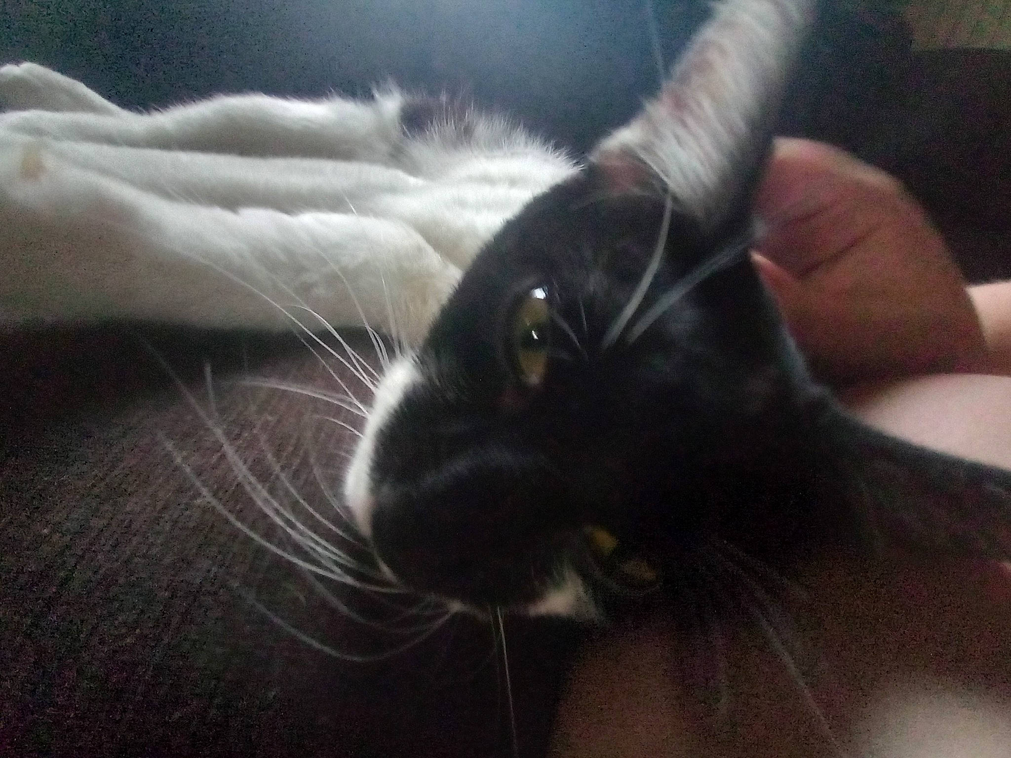 Mustache joined the competition — help win amazing prizes! arm, beard, carnivore, cat, close_up, cloud, comfort, ear, eye, eyelash, felidae, finger, gesture, hand, human_body, nose, small_to_medium_sized_cats, snout, street_light, whiskers