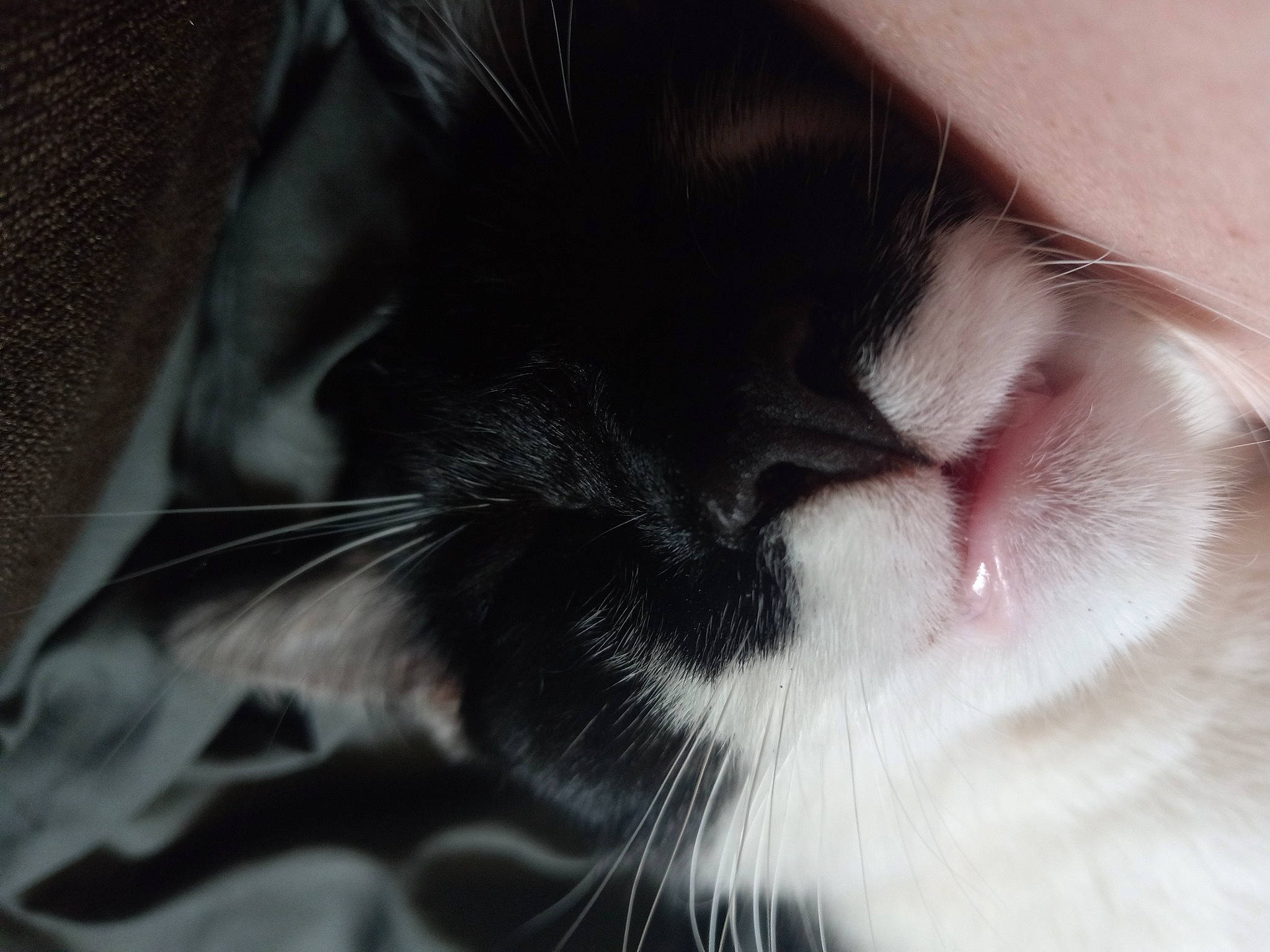 Mustache is registered to the contest to win money with this photo: carnivore, cat, claw, comfort, domestic_short_haired_cat, ear, eyelash, felidae, foot, fur, grey, head, monochrome, monochrome_photography, nap, paw, small_to_medium_sized_cats, snout, tail, whiskers