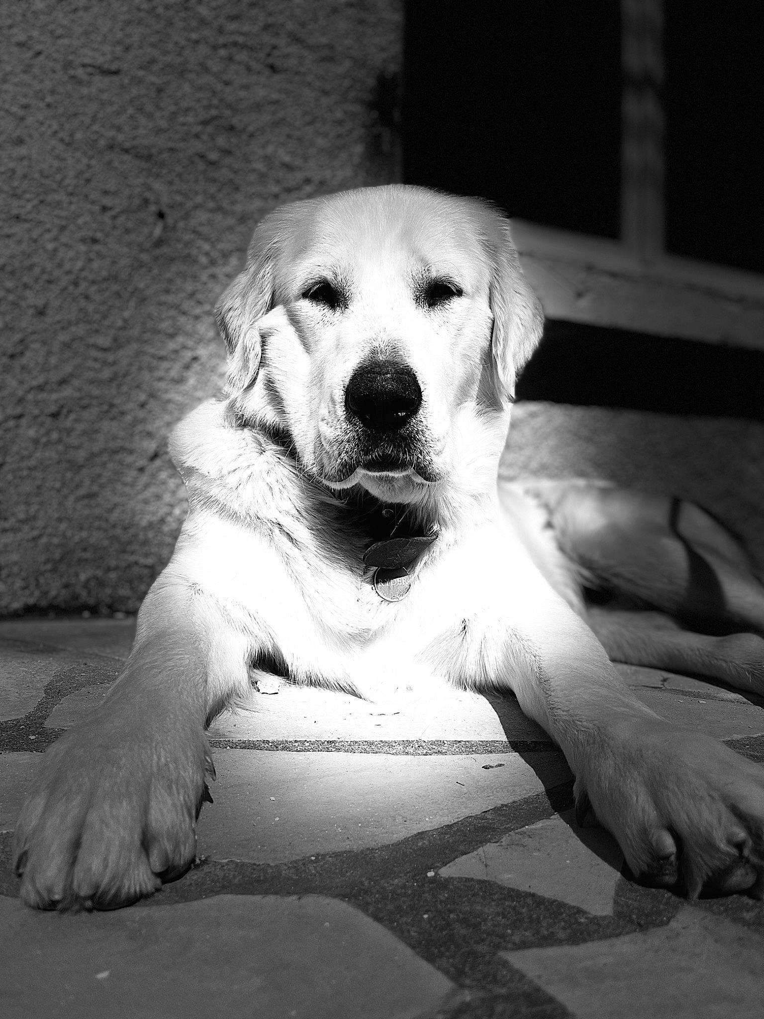 Ryder participe au concours pour gagner de l'argent avec cette photo : black_and_white, bored, canidae, carnivore, companion_dog, darkness, dog, dog_breed, eye, fawn, fur, happy, human_body, monochrome, monochrome_photography, sitting, snout, sporting_group, style, whiskers