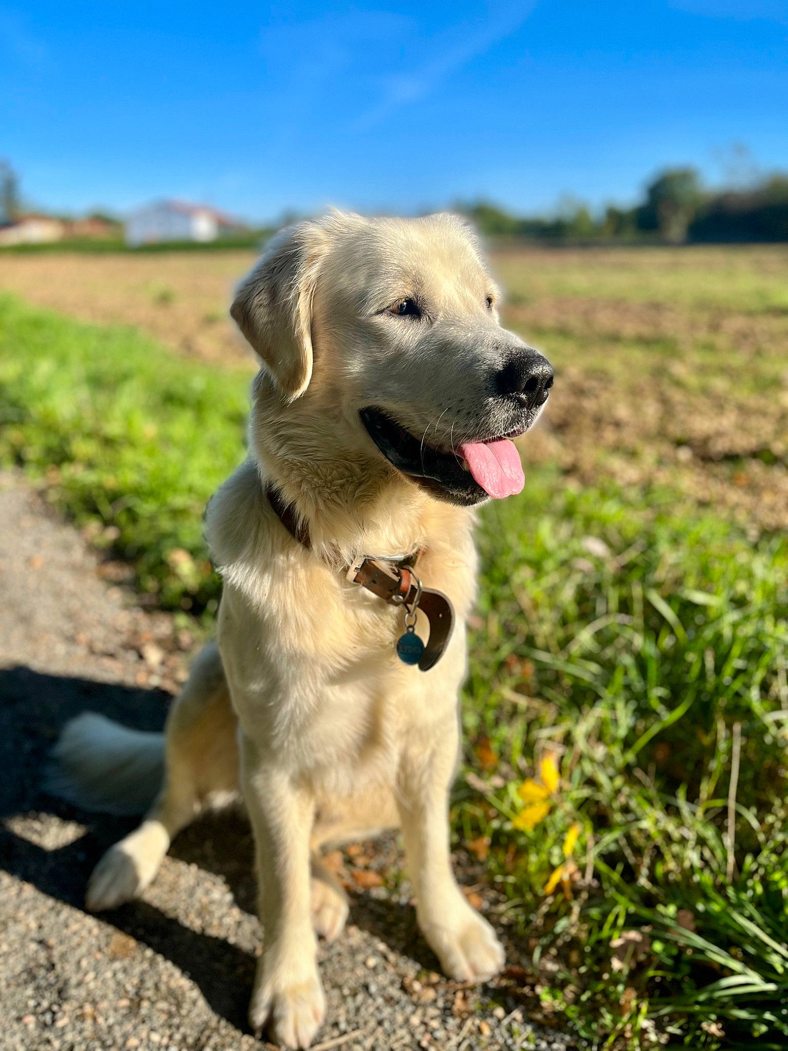 Ryder a rejoint le concours — aidez-le/la à gagner de superbes lots ! carnivore, cloud, collar, companion_dog, dog, dog_breed, dog_collar, fawn, grass, gun_dog, landscape, plant, sky, snout, soil, sporting_group, tail, tree, whiskers, working_animal