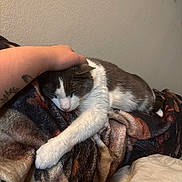 Thor joined the competition — help win amazing prizes! animal, blanket, cat, comfort, cozy, domestic, fur, hand, human, indoor, napping, pet, relaxation, resting, sleeping, soft, tattoo, touch, wall, warmth