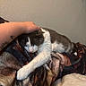 animal, blanket, cat, comfort, cozy, domestic, fur, hand, human, indoor, napping, pet, relaxation, resting, sleeping, soft, tattoo, touch, wall, warmth