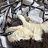Thor is registered to the contest to win money with this photo: animal, bed, blanket, cat, collar, cozy, cute, domestic_animal, feline, fur, gray, indoor, pattern, paw, pet, relaxing, resting, sleeping, textile, white