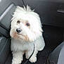 dog, white, fluffy, pet, animal, car_interior, floor_mat, leash, sitting, looking_up, cute, companion, domestic, fur, canine, indoor, vehicle, waiting, adorable, closeup