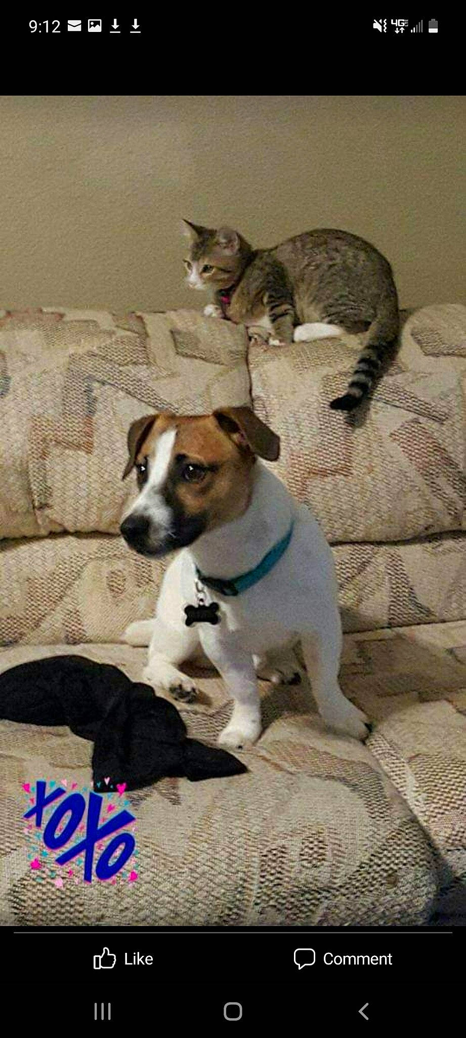 Yellow-fur May is registered to the contest to win money with this photo: art, carnivore, cat, collar, comfort, companion_dog, couch, dog, dog_breed, dog_collar, flooring, irishjacks, linens, paw, serveware, small_terrier, tail, terrestrial_animal, terrier, whiskers