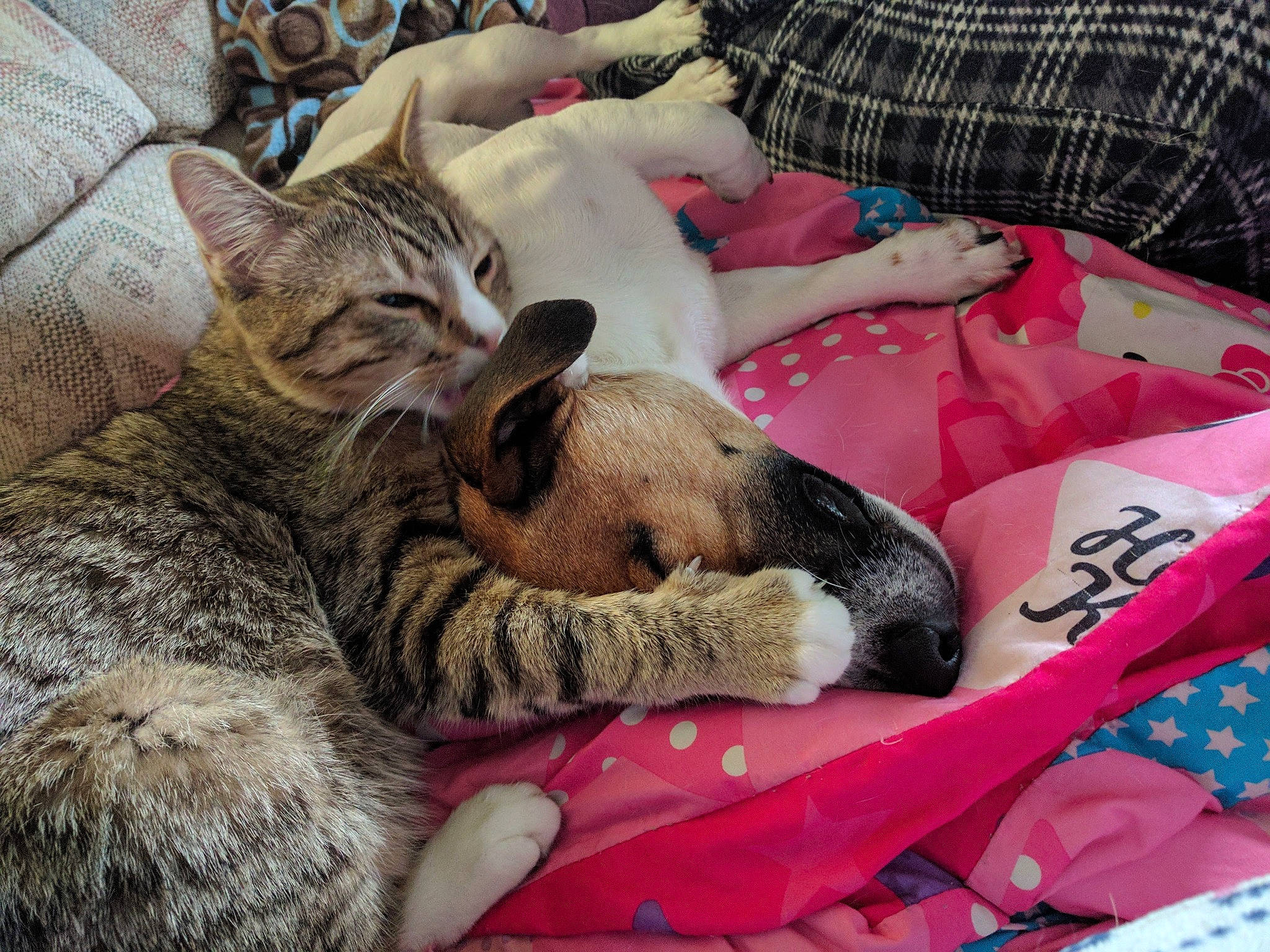 Yellow-fur May joined the competition — help win amazing prizes! bed, carnivore, cat, claw, comfort, domestic_short_haired_cat, fawn, felidae, fur, linens, mammal, pattern, paw, plaid, small_to_medium_sized_cats, tail, tartan, textile, vertebrate, whiskers