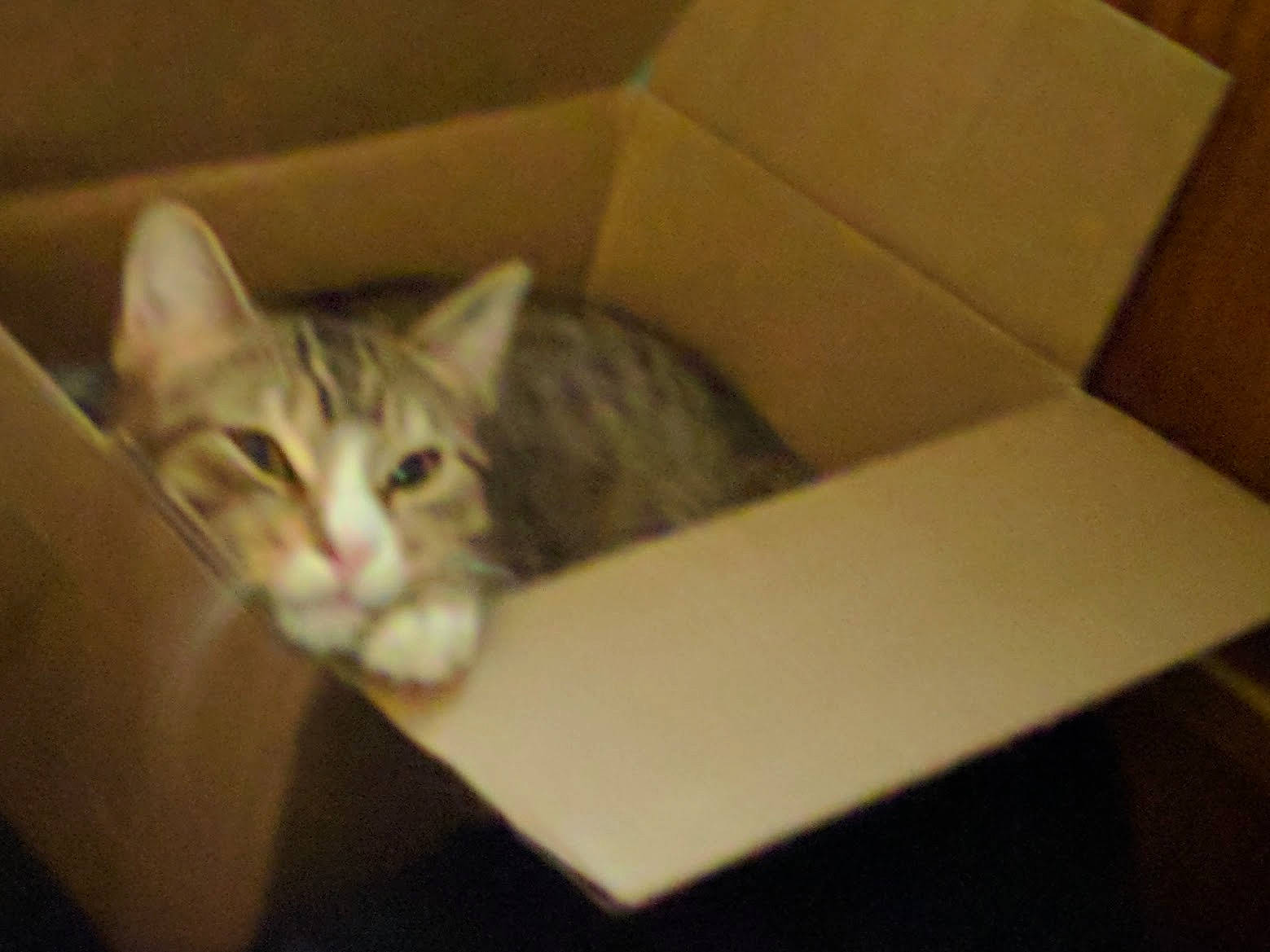 Yellow-fur May joined the competition — help win amazing prizes! box, cardboard, carnivore, carton, cat, comfort, domestic_short_haired_cat, felidae, fur, packaging_and_labeling, packing_materials, paper_product, paw, room, shipping_box, sitting, small_to_medium_sized_cats, snout, whiskers, wood