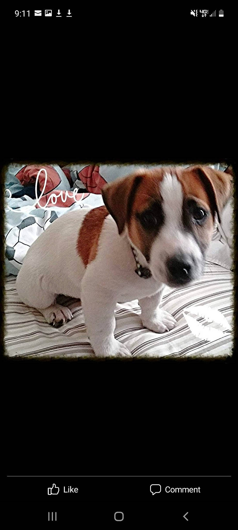 Kite Bite May joined the competition — help win amazing prizes! canidae, carnivore, companion_dog, dog, dog_breed, fawn, paw, photo_caption, picture_frame, puppy, rectangle, snout, sporting_group, square, whiskers, working_animal