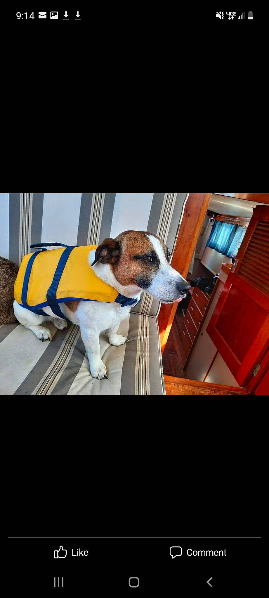 Kite Bite May is registered to the contest to win money with this photo: canidae, carnivore, collar, companion_dog, dog, dog_breed, dog_collar, dog_supply, door, eyewear, fawn, flooring, fur, personal_protective_equipment, pet_supply, sporting_group, whiskers, window, wood, working_animal