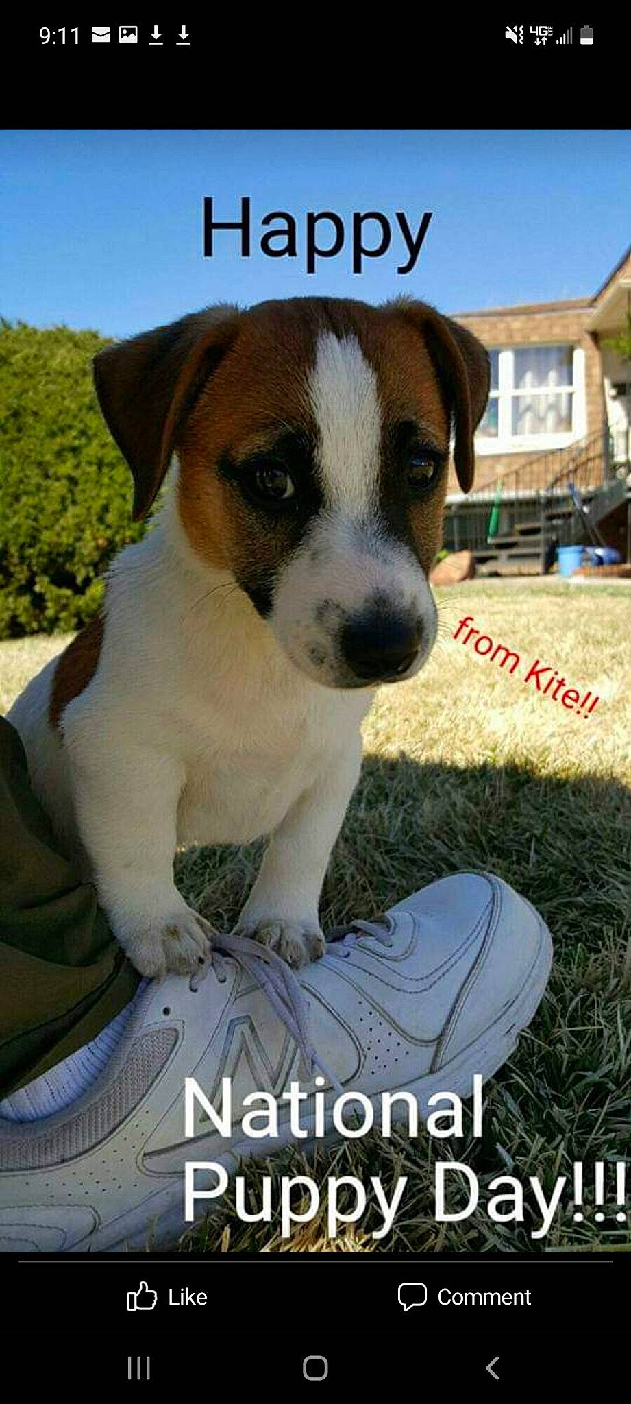 Kite Bite May joined the competition — help win amazing prizes! ancient_dog_breeds, canidae, carnivore, collar, companion_dog, dog, dog_breed, fawn, grass, photo_caption, plant, sky, snout, sporting_group, whiskers, window, working_dog