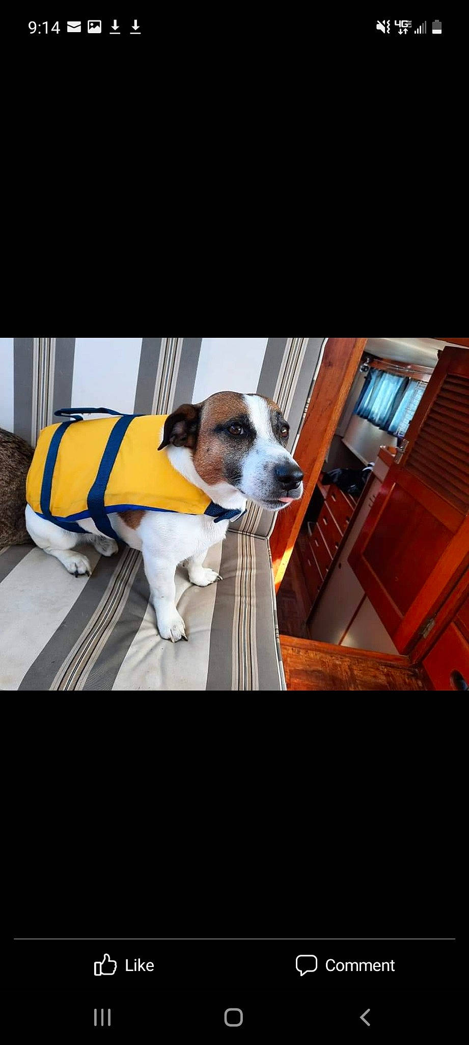 Kite Bite May is registered to the contest to win money with this photo: carnivore, collar, comfort, companion_dog, dog, dog_breed, dog_collar, dog_supply, door, fashion_accessory, fawn, floor, flooring, hardwood, pet_supply, rectangle, snout, window, wood, working_animal