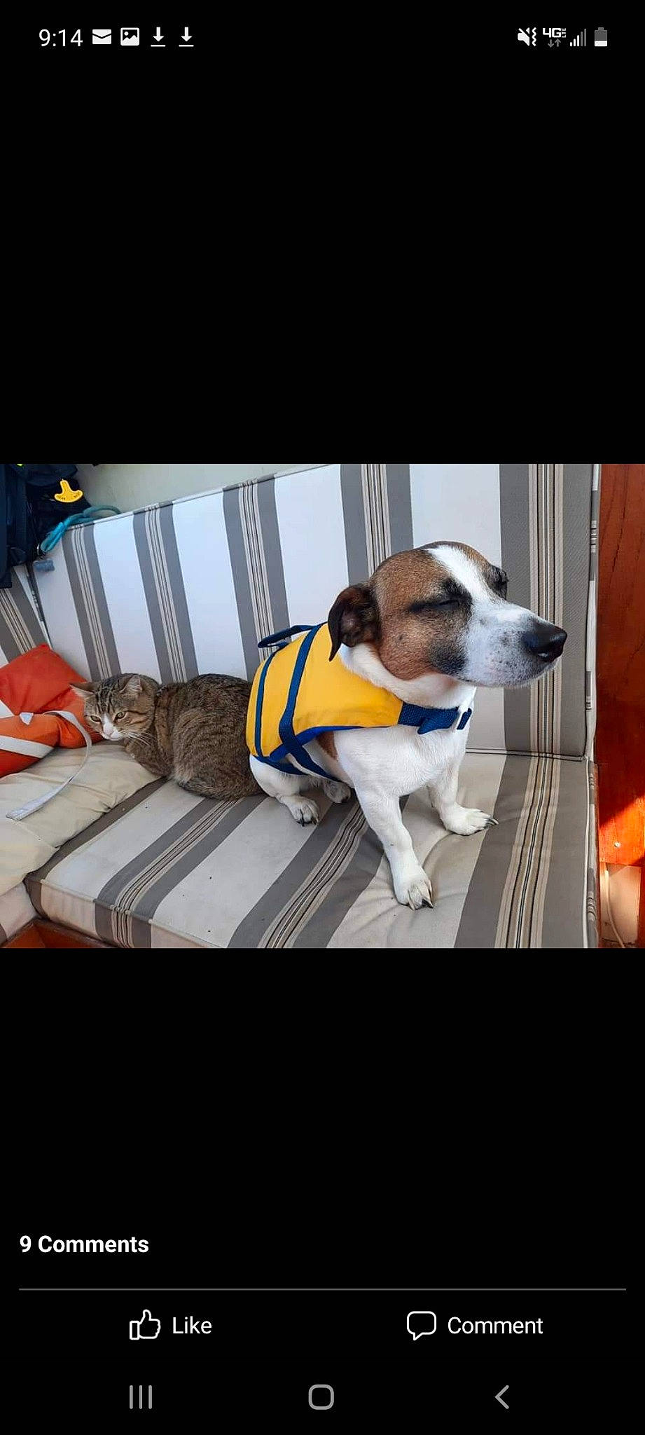 Kite Bite May joined the competition — help win amazing prizes! canidae, carnivore, chair, collar, comfort, companion_dog, dog, dog_breed, dog_collar, dog_supply, eyewear, fashion_accessory, fawn, flooring, metal, pet_supply, rectangle, sporting_group, window, working_animal