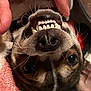 dog, paw, hand, teeth, smile, upside_down, close_up, fur, whiskers, nose, bed, blanket, indoor, cute, pet, playful, animal, expression, domestic, friendly