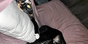Herb N Flint joined the competition — help win amazing prizes! cat, cats, blanket, pillow, bed, indoor, cozy, fur, animal, pet, black_and_white_cat, curious, resting, whiskers, sleepy, domestic_cat, feline, soft, comfort, nap_time