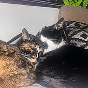 Herb N Flint is registered to the contest to win money with this photo: cat, tortoiseshell_cat, black_and_white_cat, sleeping, snuggling, bed, pillow, indoor, cozy, pets, animal, fur, whiskers, resting, cute, closeup, companion, domestic_cat, feline, comfort