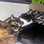 cat, tortoiseshell_cat, black_and_white_cat, sleeping, snuggling, bed, pillow, indoor, cozy, pets, animal, fur, whiskers, resting, cute, closeup, companion, domestic_cat, feline, comfort