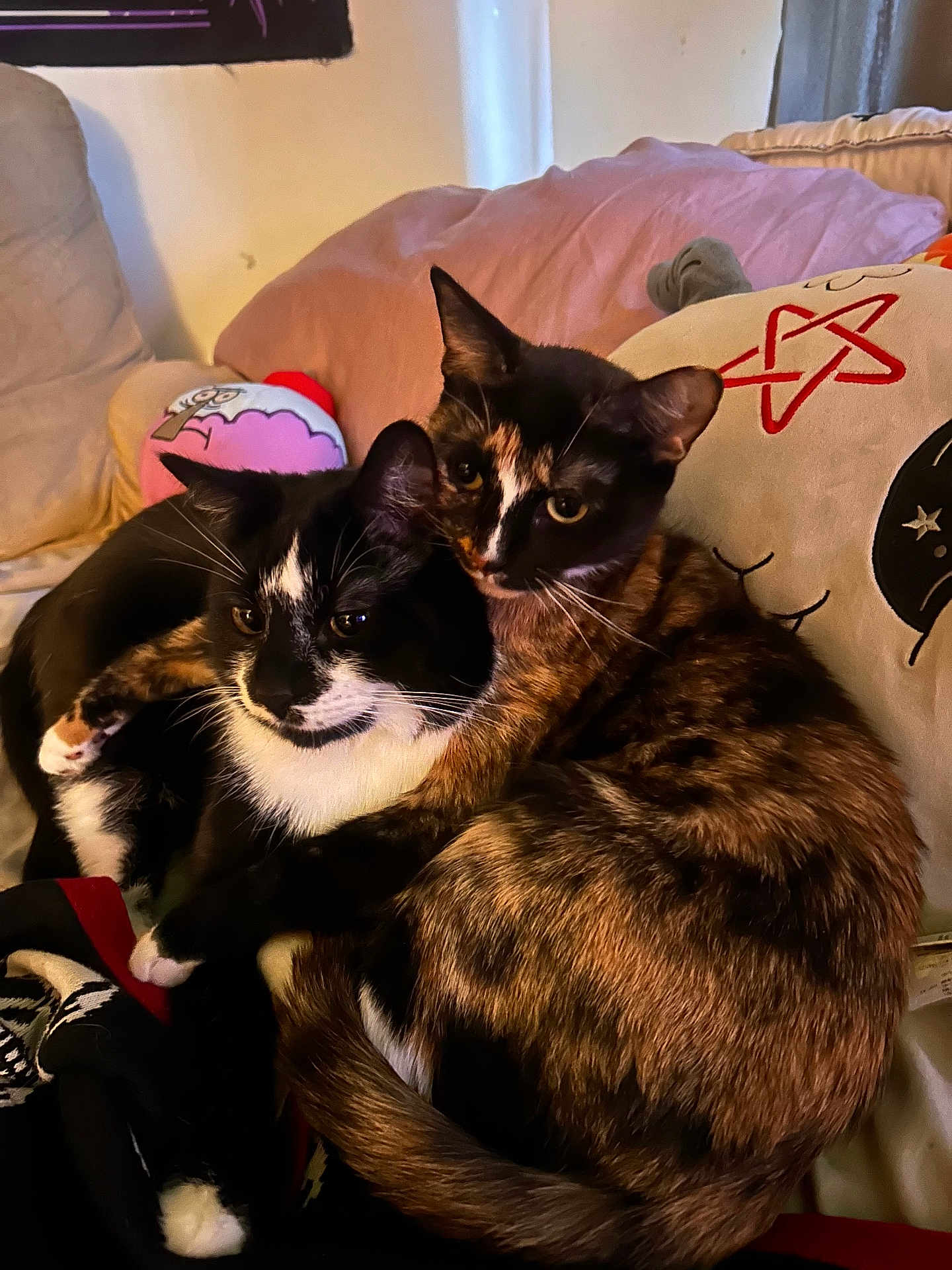 Herb N Flint is registered to the contest to win money with this photo: cat, cats, feline, black_and_white_cat, tortoiseshell_cat, pets, couch, pillow, plush_toy, indoor, cozy, snuggling, fur, whiskers, ears, tail, relaxed, cute, animal, domestic
