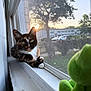 Herb N Flint joined the competition — help win amazing prizes! cat, tortoiseshell_cat, windowsill, sunset, tree, window_screen, plush_toy, green_frog, outdoor, animal, pet, sunlight, relaxing, indoor, feline, nature, soft_light, house, calm, closeup