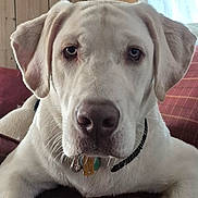 Boomer joined the competition — help win amazing prizes! dog, white_dog, pet, canine, portrait, close_up, face, floppy_ears, nose, eyes, collar, dog_tags, fur, sitting, lying_down, couch, plaid, indoors, wood_paneling, window