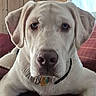 dog, white_dog, pet, canine, portrait, close_up, face, floppy_ears, nose, eyes, collar, dog_tags, fur, sitting, lying_down, couch, plaid, indoors, wood_paneling, window
