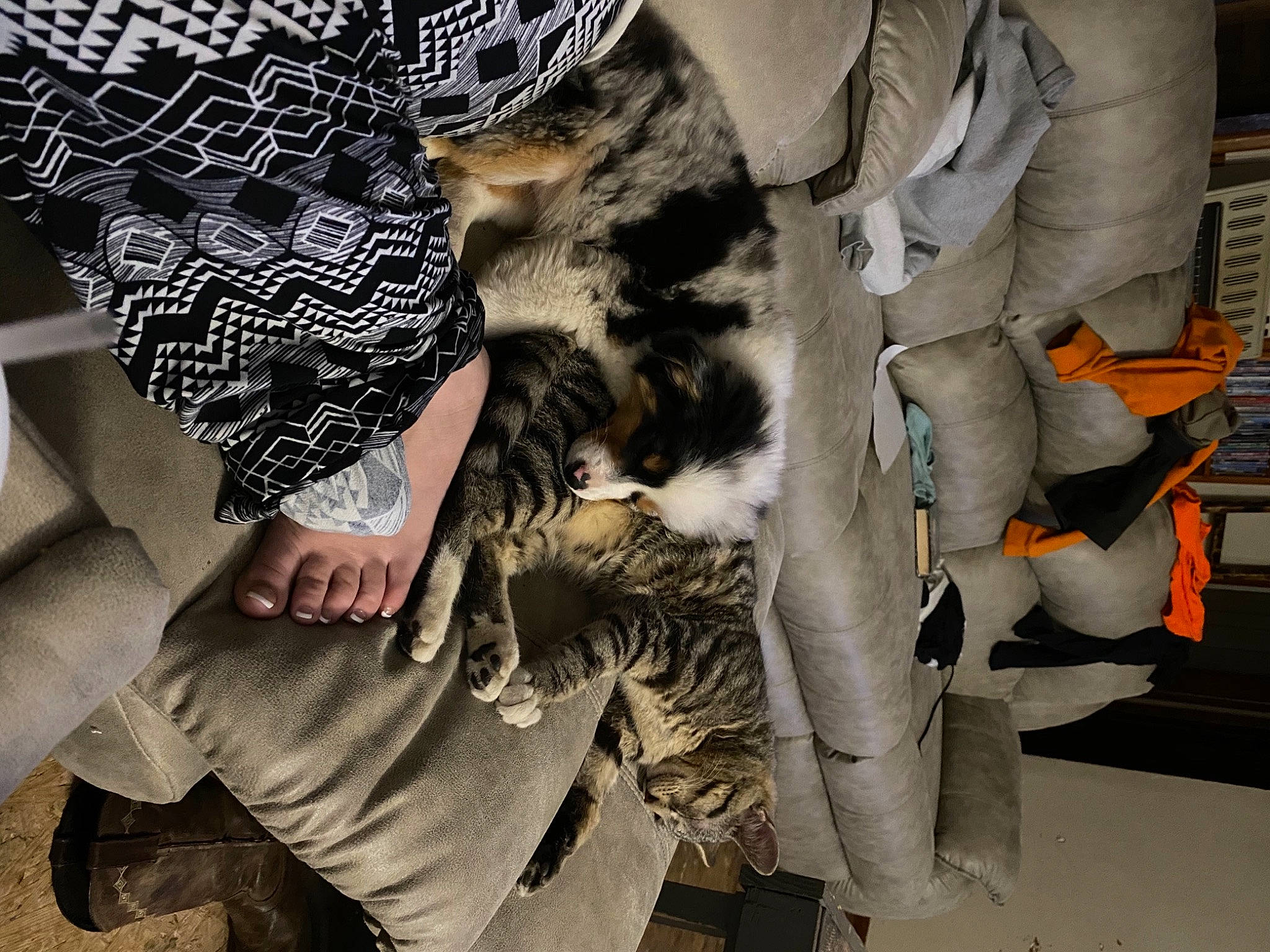 Lillie is registered to the contest to win money with this photo: carnivore, cat, comfort, denim, eyewear, fashion_accessory, felidae, foot, fur, gesture, human_leg, outerwear, pattern, sleeve, small_to_medium_sized_cats, street_fashion, textile, thigh, whiskers, wrist