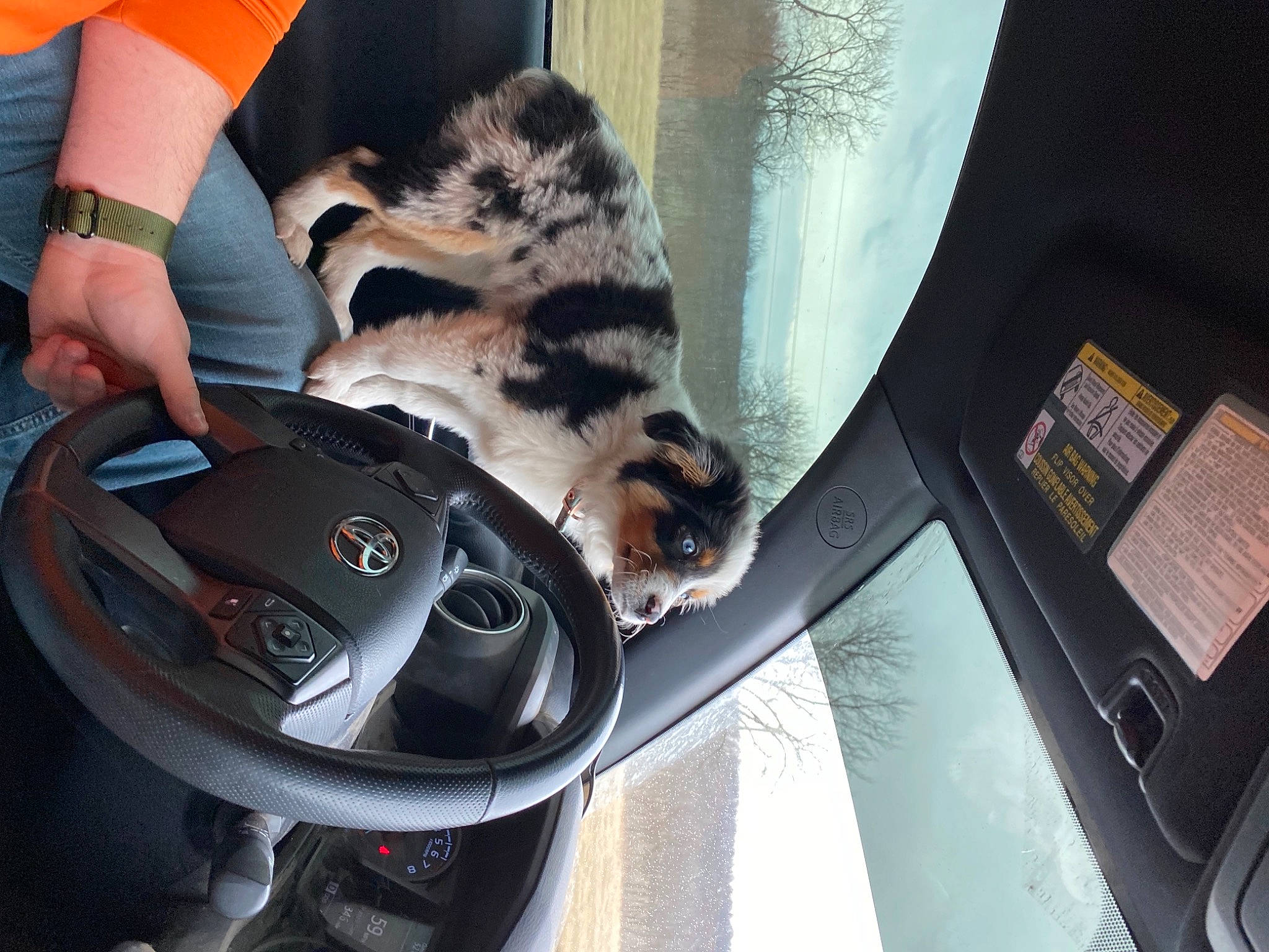 Lillie is registered to the contest to win money with this photo: audio_equipment, auto_part, automotive_design, automotive_exterior, automotive_lighting, automotive_tire, automotive_wheel_system, bumper, carnivore, cat, domestic_short_haired_cat, electronic_device, felidae, gadget, input_device, personal_luxury_car, small_to_medium_sized_cats, tail, vehicle_door, whiskers