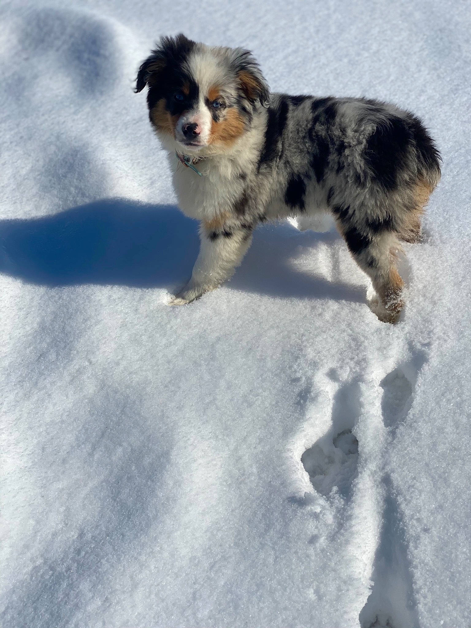 Lillie is registered to the contest to win money with this photo: australian_collie, canidae, carnivore, companion_dog, dog, dog_breed, freezing, fur, herding_dog, puppy, snout, snow, sporting_group, tail, terrestrial_animal, winter, working_dog
