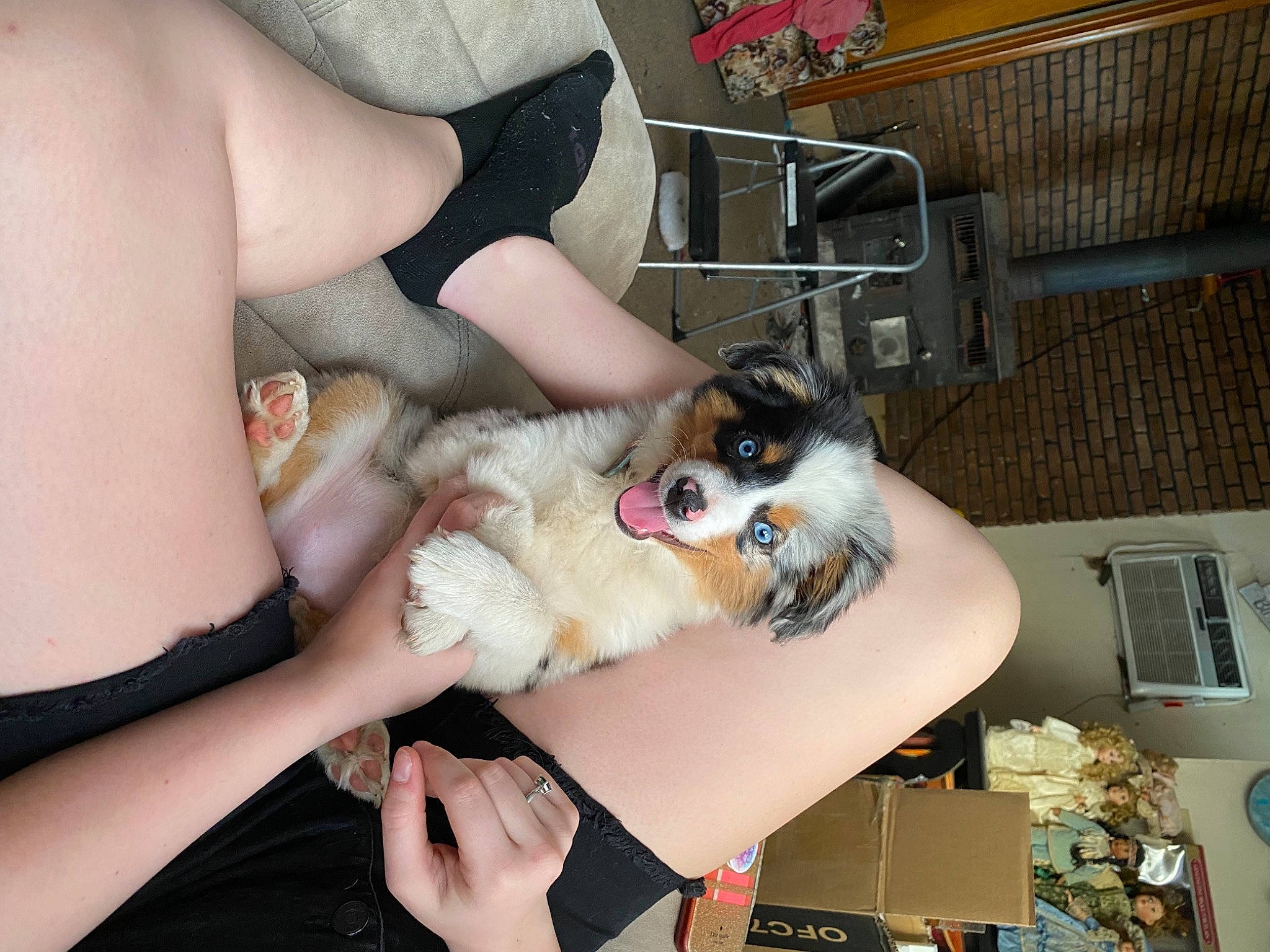 Lillie is registered to the contest to win money with this photo: canidae, carnivore, companion_dog, corgi_chihuahua, dog, dog_breed, eyewear, fawn, felidae, foot, fur, human_leg, lap, nail, small_to_medium_sized_cats, sporting_group, thigh, toy_dog, whiskers, wrist