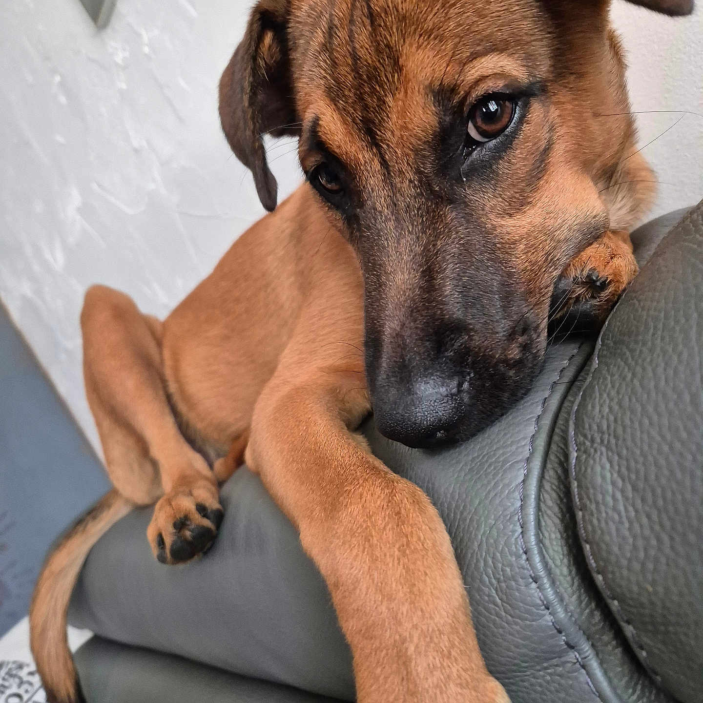 Loulou participe au concours pour gagner de l'argent avec cette photo : animal, architecture, armchair, boxer, bulldog, canine, chair, couch, cushion, dog, furniture, germanshepherd, homedecor, hound, indoors, interiordesign, labradorretriever, pet, puppy, snout