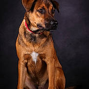 Loulou a rejoint le concours — aidez-le/la à gagner de superbes lots ! accessories, animal, beagle, boxer, bulldog, canine, dog, germanshepherd, goldenretriever, hound, labradorretriever, leash, pet, pitbull, pointer, pug, puppy, snout, strap, whitedog