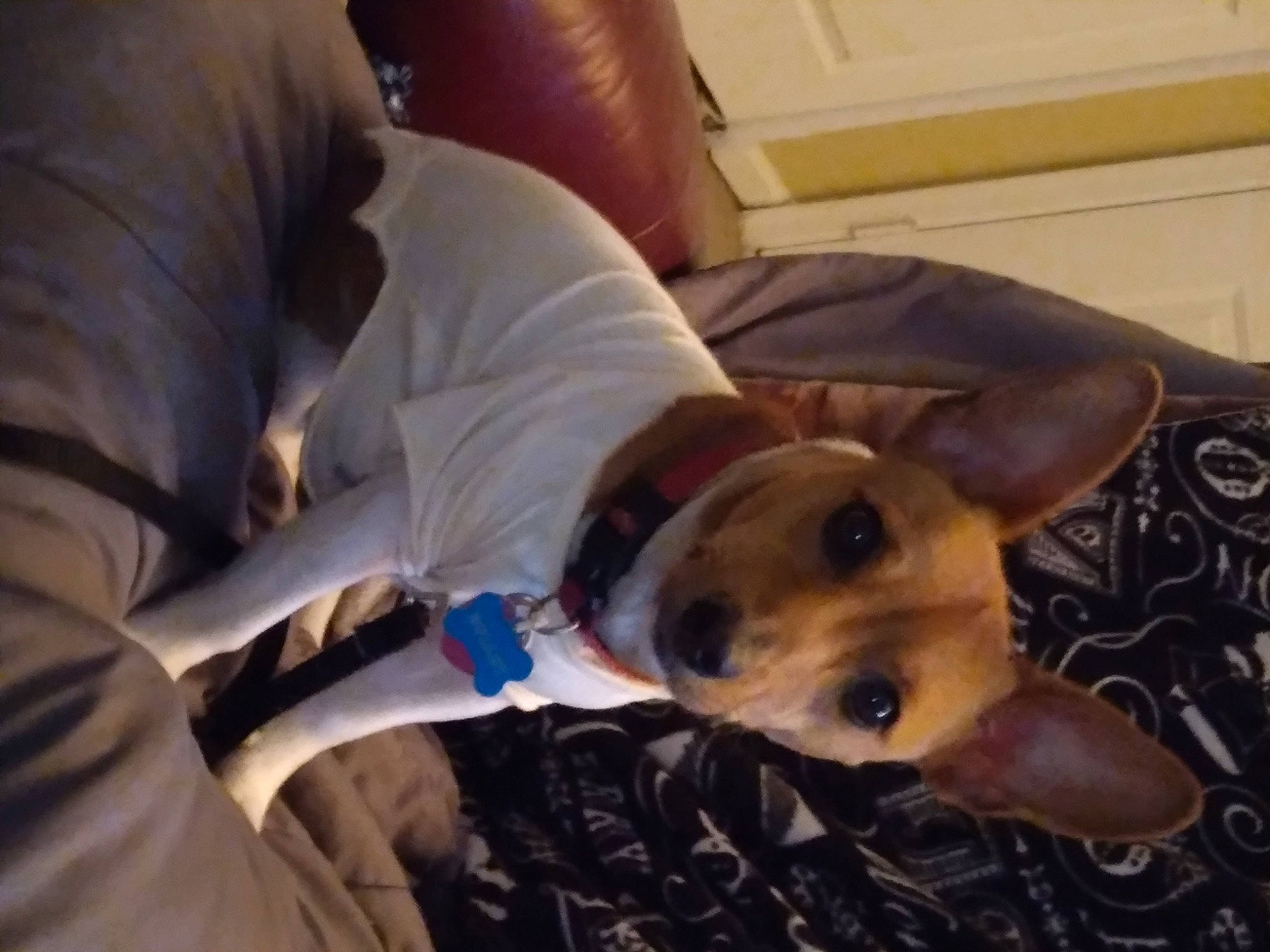 Bullet is registered to the contest to win money with this photo: canidae, carnivore, comfort, companion_dog, couch, dog, dog_breed, ear, elbow, fawn, fur, linens, nap, non_sporting_group, paw, puppy_love, snout, sporting_group, whiskers, working_animal