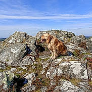 Mojo a rejoint le concours — aidez-le/la à gagner de superbes lots ! animal, canine, cloud, daylight, dog, field, golden_retriever, grass, hill, landscape, nature, outdoor, pet, rock, scenic, sky, sunny, tongue_out, view, wildlife