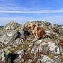 animal, canine, cloud, daylight, dog, field, golden_retriever, grass, hill, landscape, nature, outdoor, pet, rock, scenic, sky, sunny, tongue_out, view, wildlife
