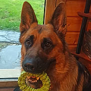 Uma participe au concours pour gagner de l'argent avec cette photo : dog, german_shepherd, toy, indoor, tile_floor, glass_door, green_toy, pet, animal, canine, ears, brown_fur, black_fur, looking, sitting, house, wooden_wall, garden, grass, window